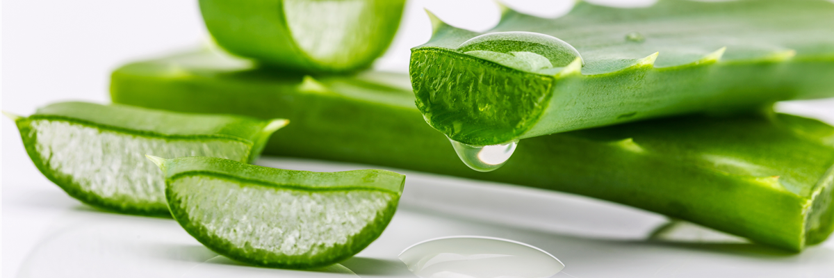 Aloe vera shutterstock_242698879