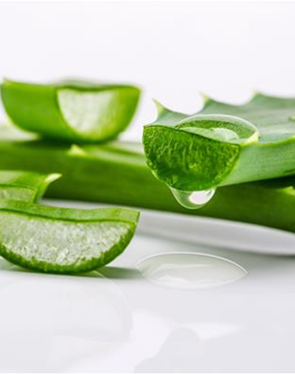 ALOE VERA - Die Apotheke aus der Natur