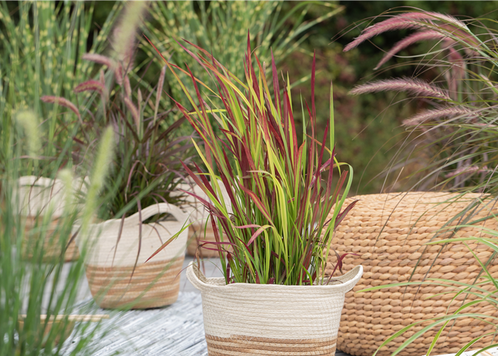 HERRLICHE HALME! HERRLICHE HALME!