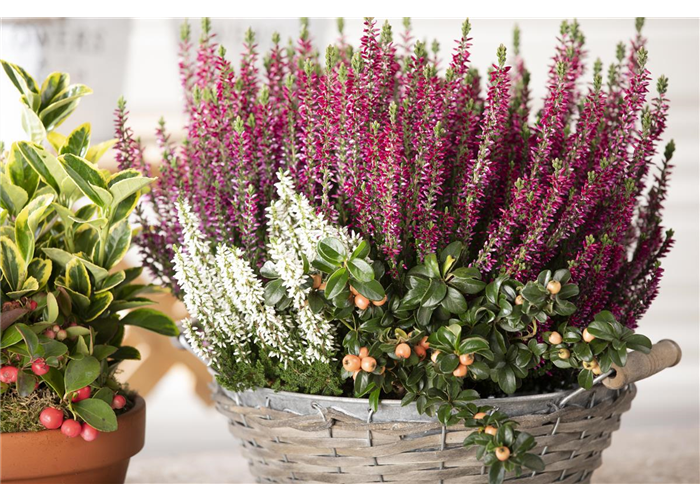 OHNE HEIDE GEHT ES NICHT! OHNE HEIDE GEHT ES NICHT!